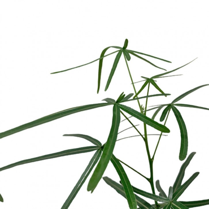 Brachychiton Rupestris (Japan)