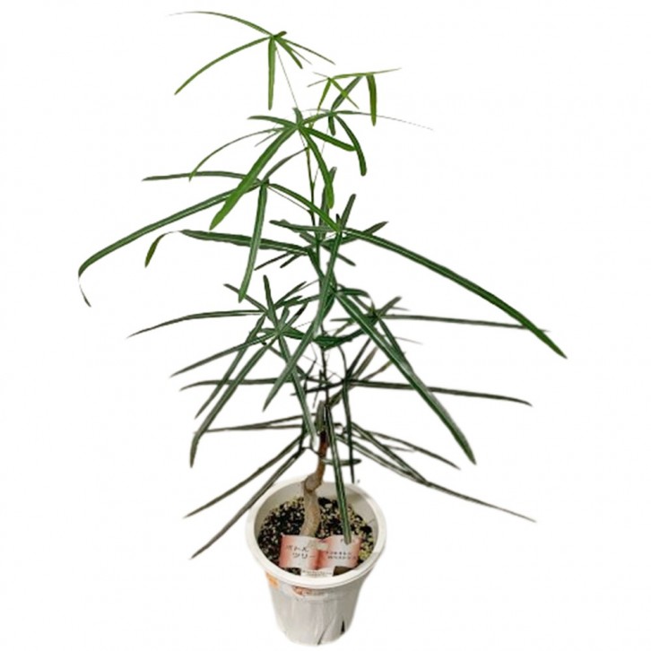 Brachychiton Rupestris (Japan)