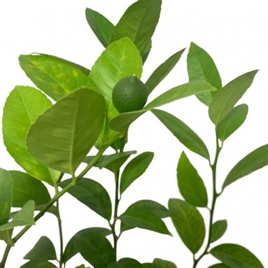 Citrus Limon 'Lisbon Lemon' (Japan)