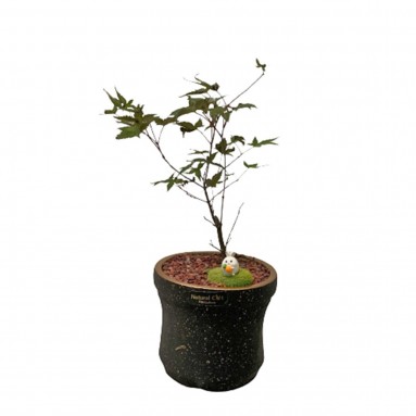 Maple Plant in Decorative Pot