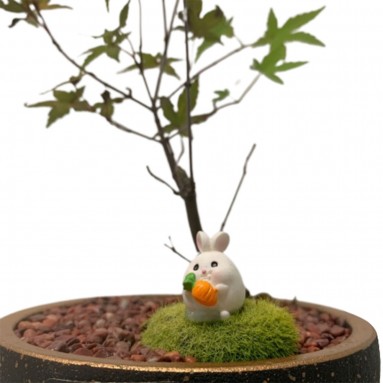 Maple Plant in Decorative Pot