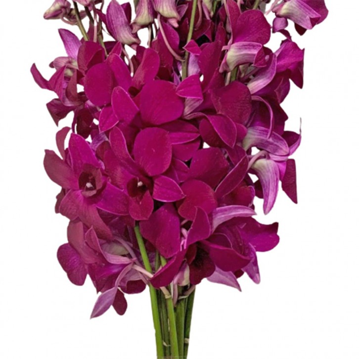 FreshCut Orchids