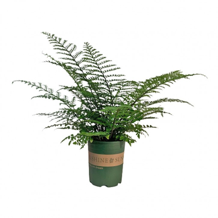 Asplenium Bulbiferum (Mother Spleenwort)