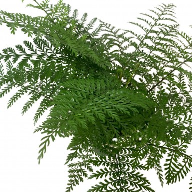 Asplenium Bulbiferum (Mother Spleenwort)