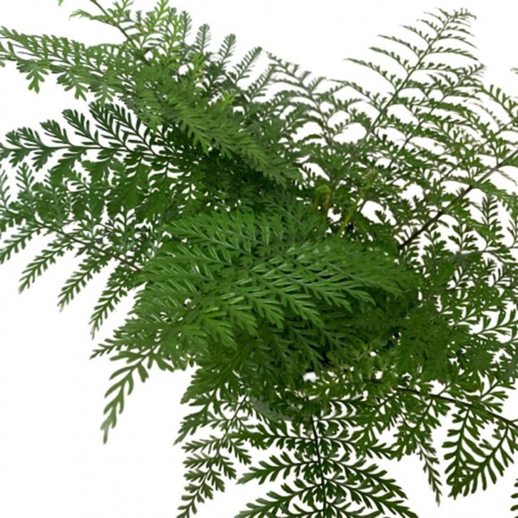 Asplenium Bulbiferum (Mother Spleenwort)