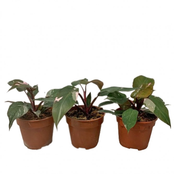 Philodendron Pink Princess