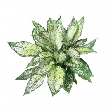 Aglaonema 'Snow White'