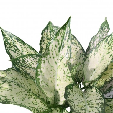 Aglaonema 'Snow White'