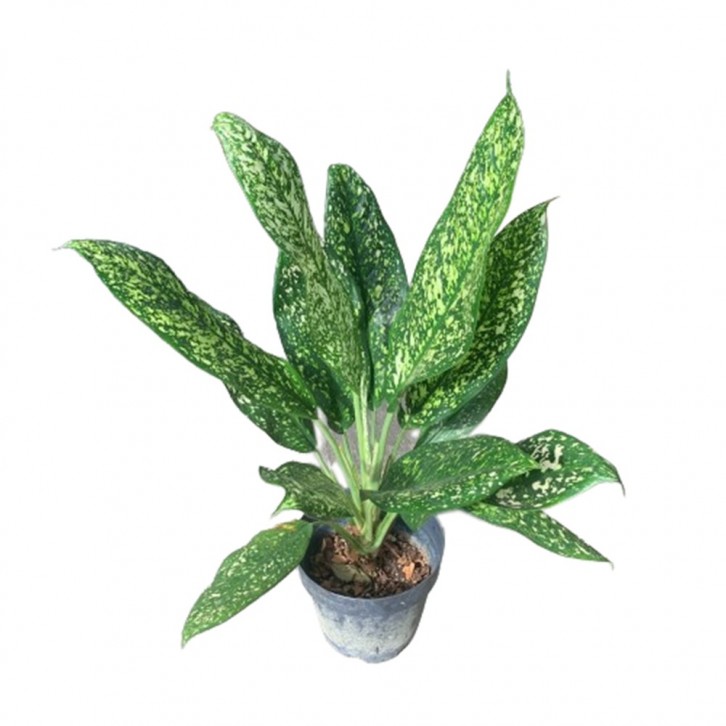 Dieffenbachia Exotica