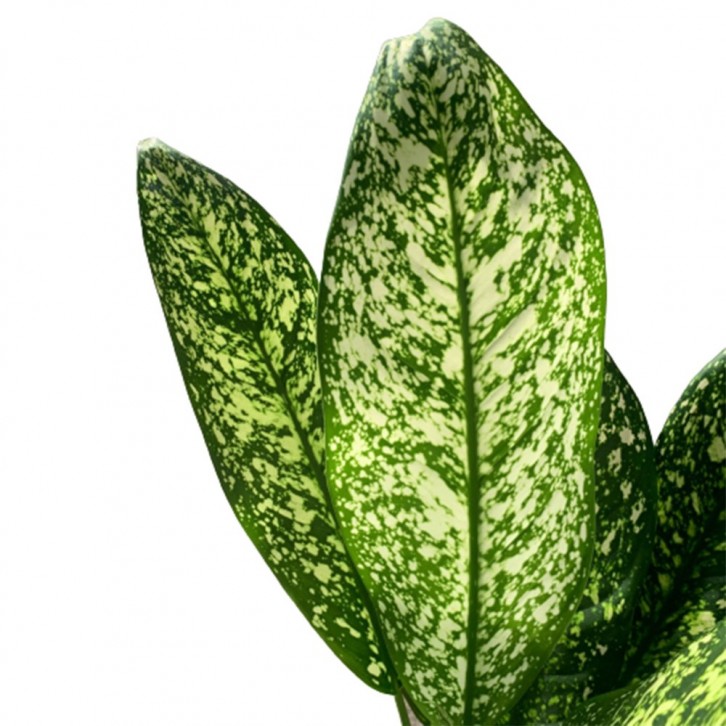 Dieffenbachia Exotica