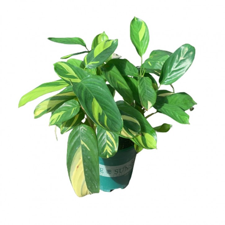 Ctenanthe Lubbersiana