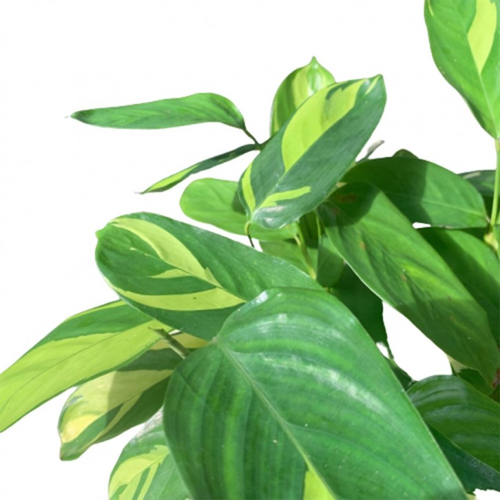 Ctenanthe Lubbersiana