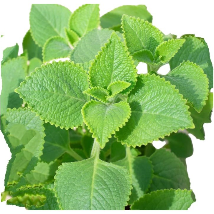 Mexican Mint 墨西哥薄荷 (Plectranthus amboinicus)