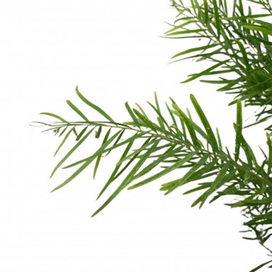 Acacia Fimbriata (JAPAN)