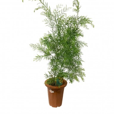 Acacia Fimbriata (JAPAN)