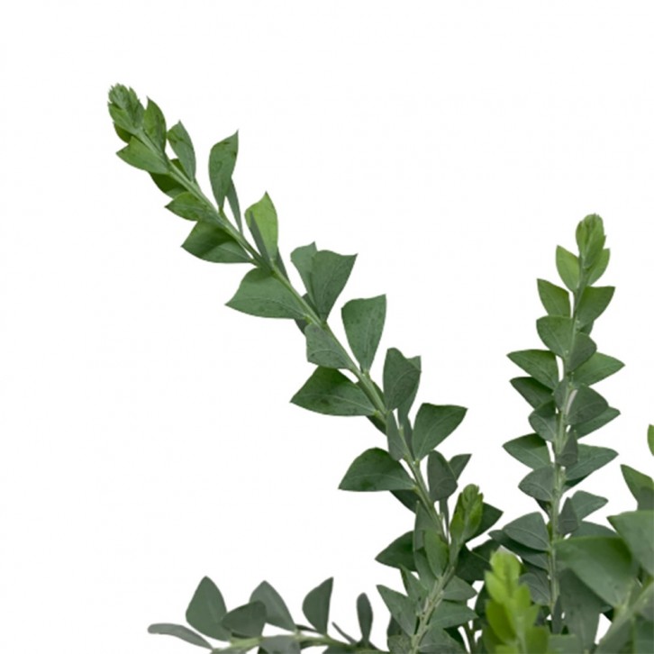 Acacia Cultriformis (JAPAN)