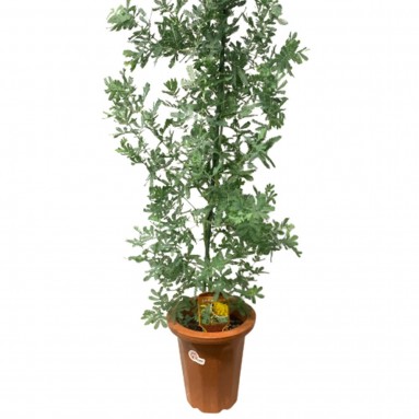 Acacia Baileyana (JAPAN)