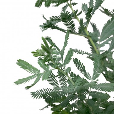 Acacia Baileyana (JAPAN)