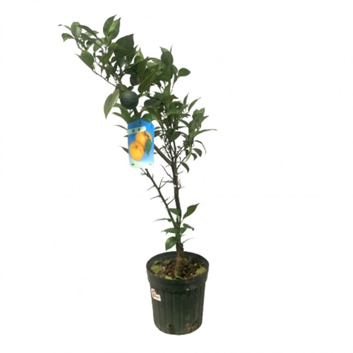 Yuzu 柚子 ゆず Citrus Junos (JAPAN)