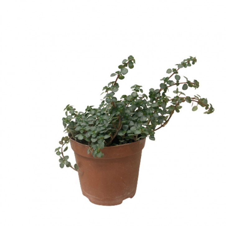 Pilea Glauca Greysy