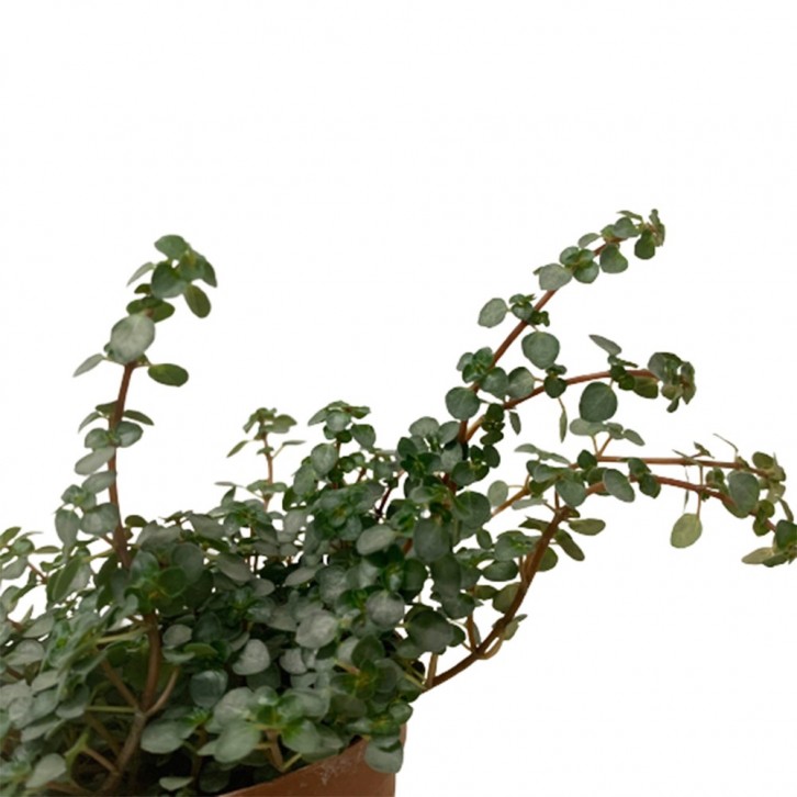 Pilea Glauca Greysy