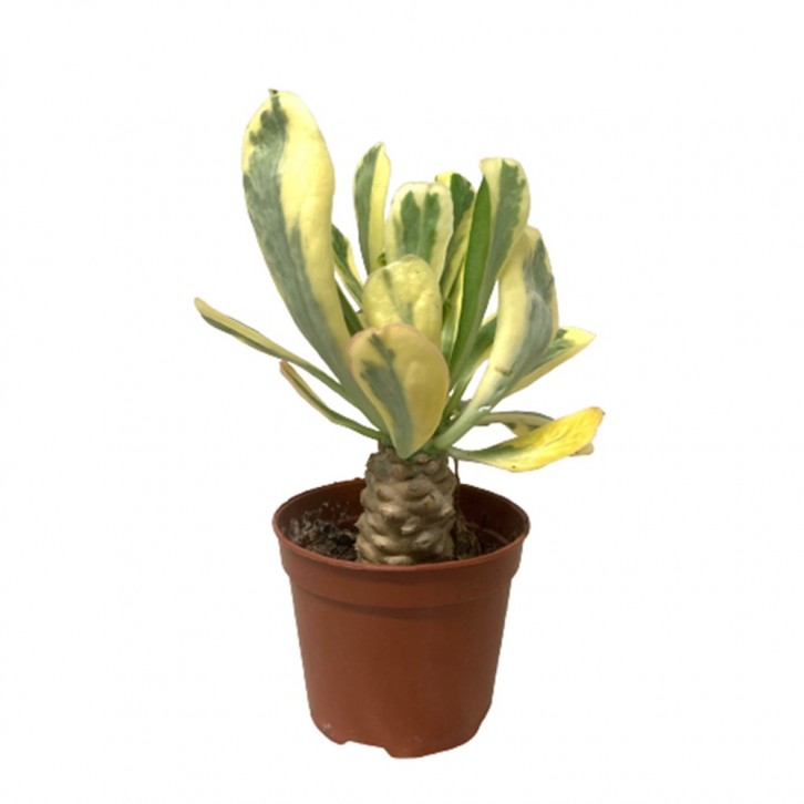 Euphorbia Poissonii (Variegated)