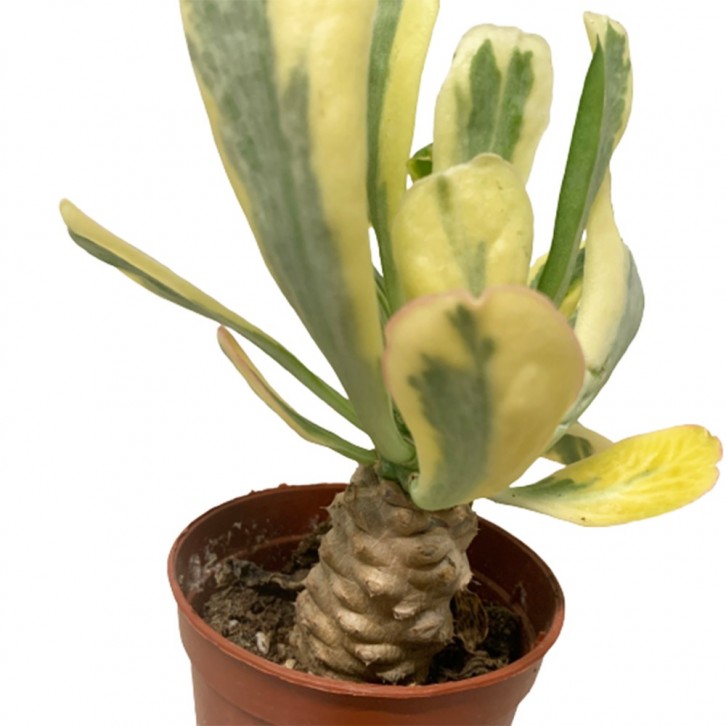 Euphorbia Poissonii (Variegated)