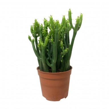 Euphorbia Alluaudii
