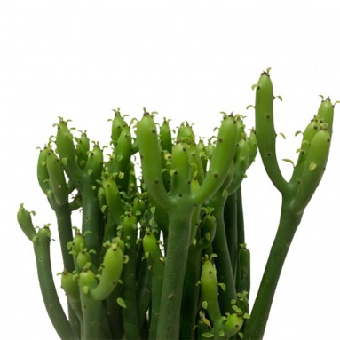 Euphorbia Alluaudii