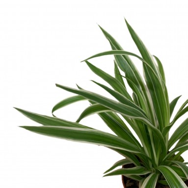 Chlorophytum Comosum - White Edge (Spider Plant)