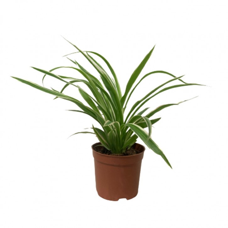 Chlorophytum Comosum - White Edge (Spider Plant)