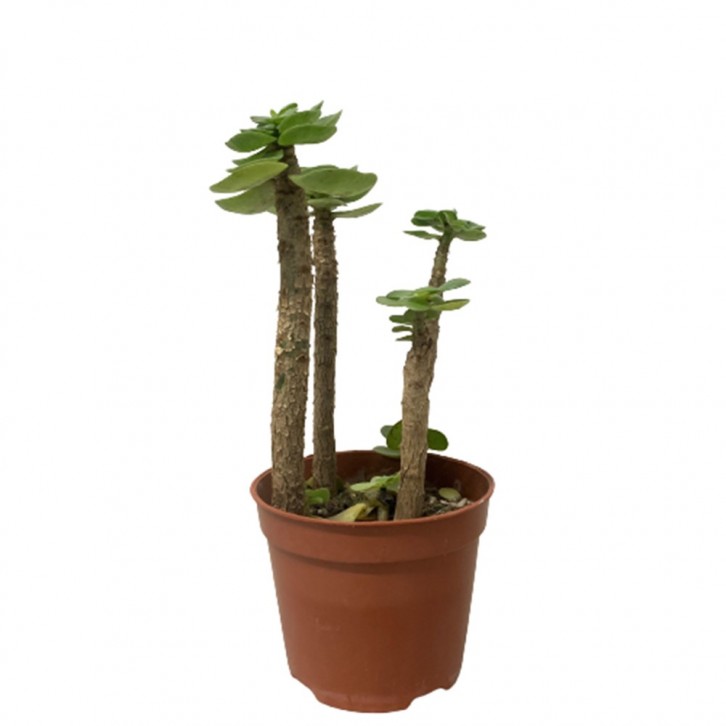 Portulaca Molokiniensis 金钱木锦