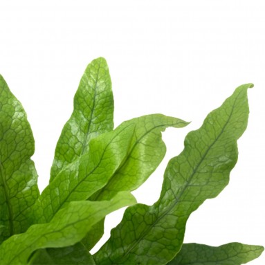 Asplenium Crocodylus (Crocodile Fern)