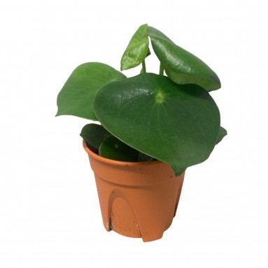 Peperomia Polybotrya (Raindrop Peperomia)