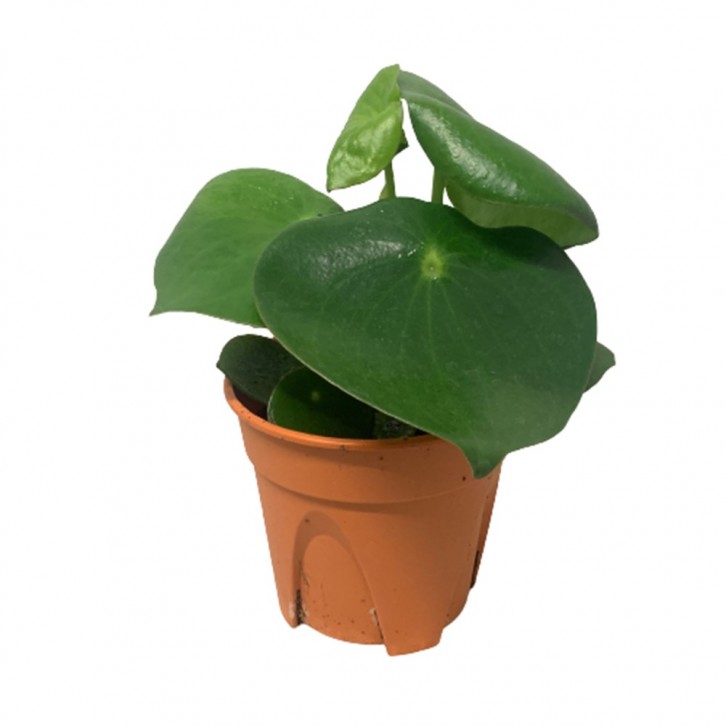 Peperomia Polybotrya (Raindrop Peperomia)