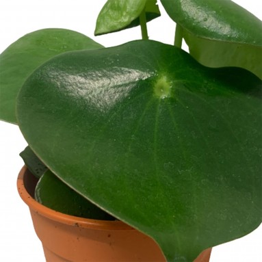 Peperomia Polybotrya (Raindrop Peperomia)