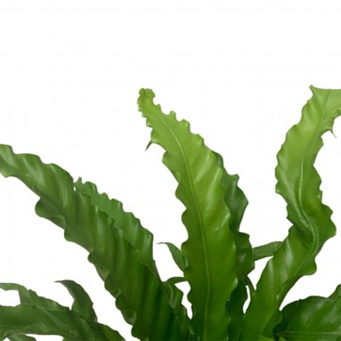 Asplenium Antiquum 'Osaka'