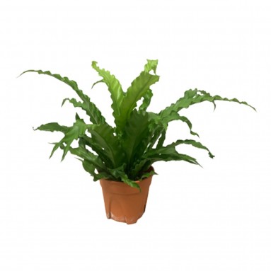 Asplenium Antiquum 'Osaka'