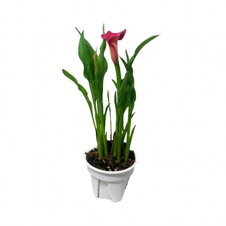 Arum Lily (Assorted Colours)