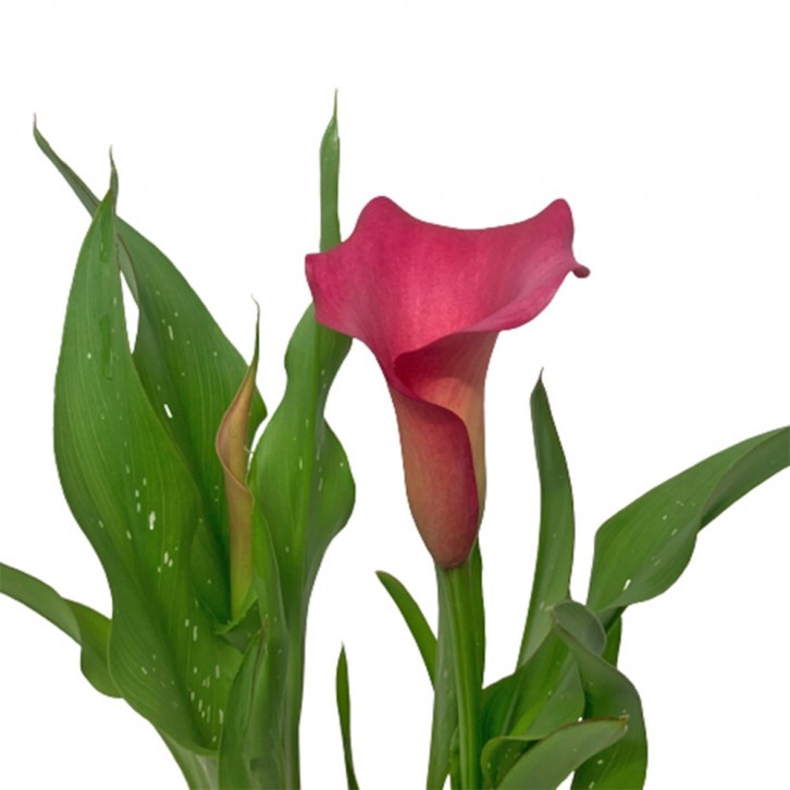 Arum Lily (Assorted Colours)
