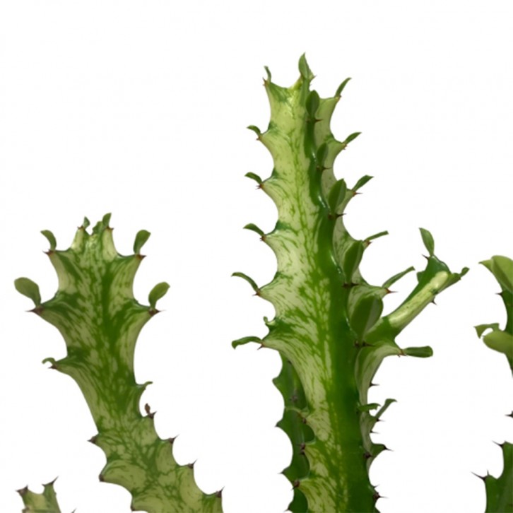 Variegated Euphorbia lactea (Dragon bones)