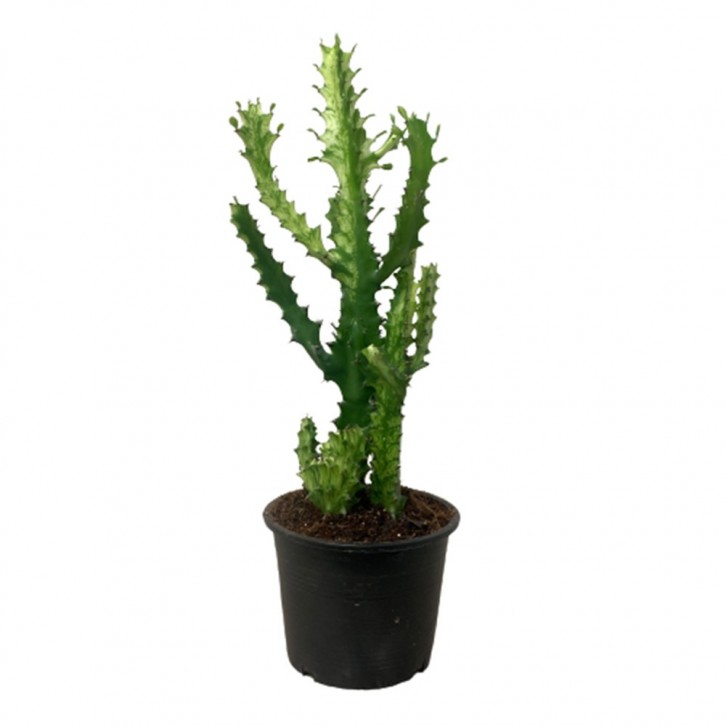 Variegated Euphorbia lactea (Dragon bones)