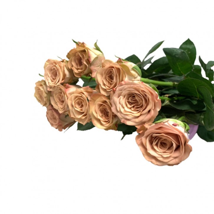 FreshCut Rose