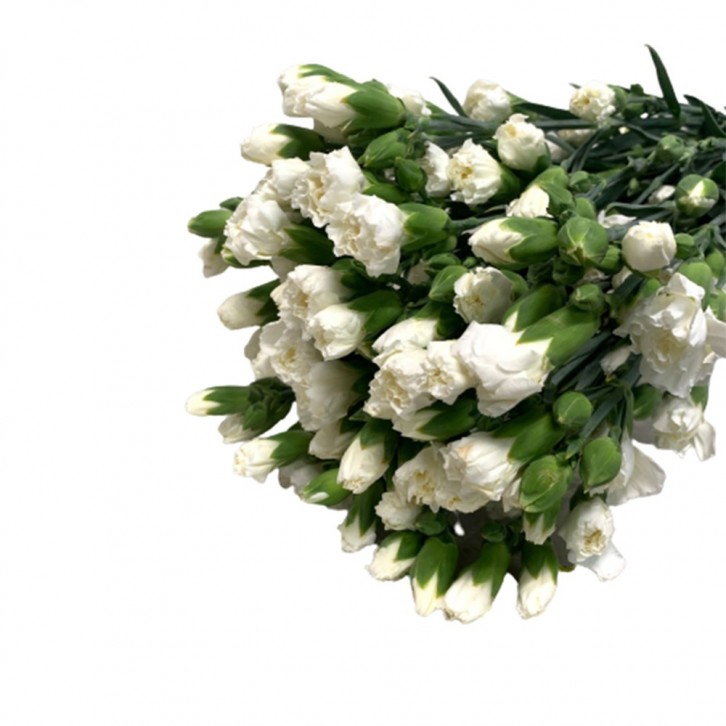 FreshCut Carnation Spray