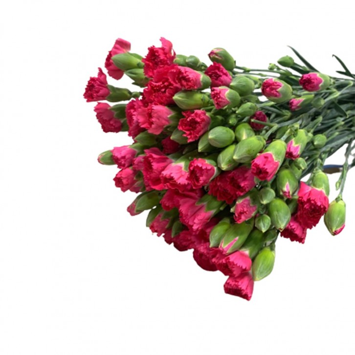 FreshCut Carnation Spray