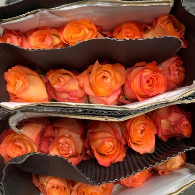 FreshCut Rose