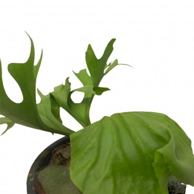Platycerium Ridleyi