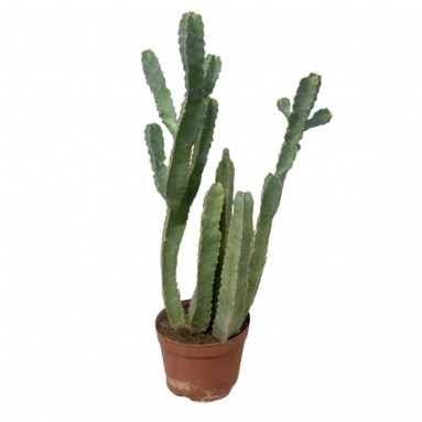 Caralluma Speciosa
