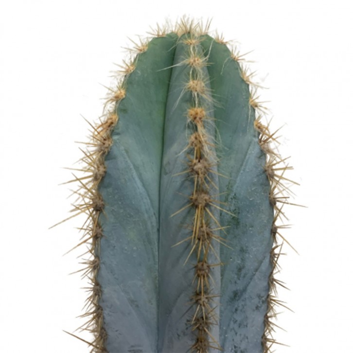 Pilosocereus Pachycladus (Blue Torch)