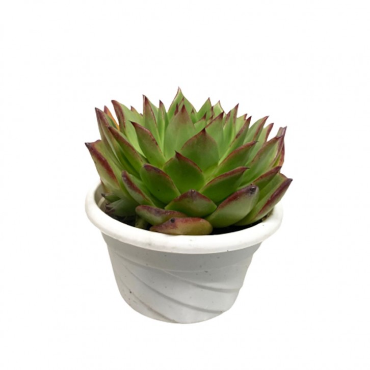 Echeveria Agavoides (Molded wax agave)
